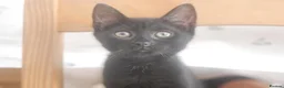 Domestic Shorthair cats for adoption: Vaccinated Rescue Kittens  - Advert 3