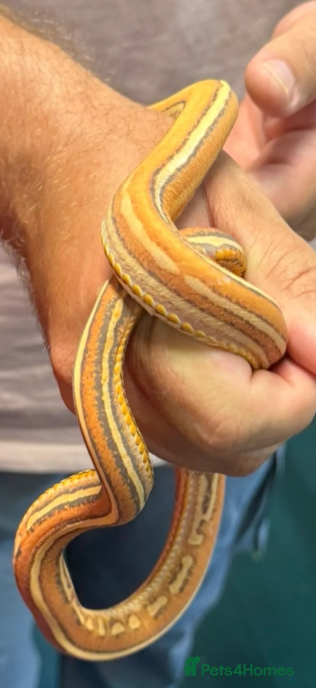 Corn Snake reptiles for sale: Mix of corn snakes for sale! - Advert 5