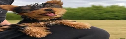 Yorkshire Terrier dogs for sale: SMALL GIRL ONE LEFT - Advert 3