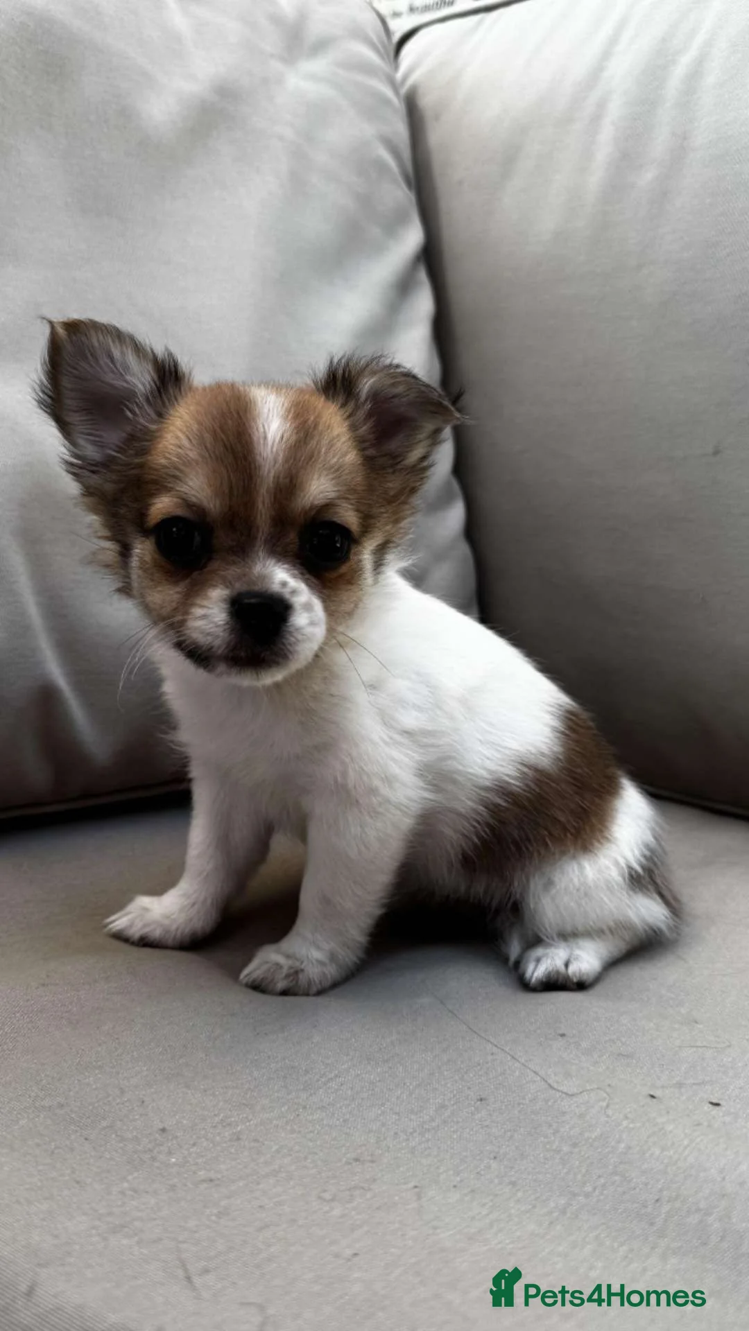 Pomchi dogs for sale: 6 Beautiful 3/4 chihuahua 1/4 pomeranian puppies, in Derby - Advert 1
