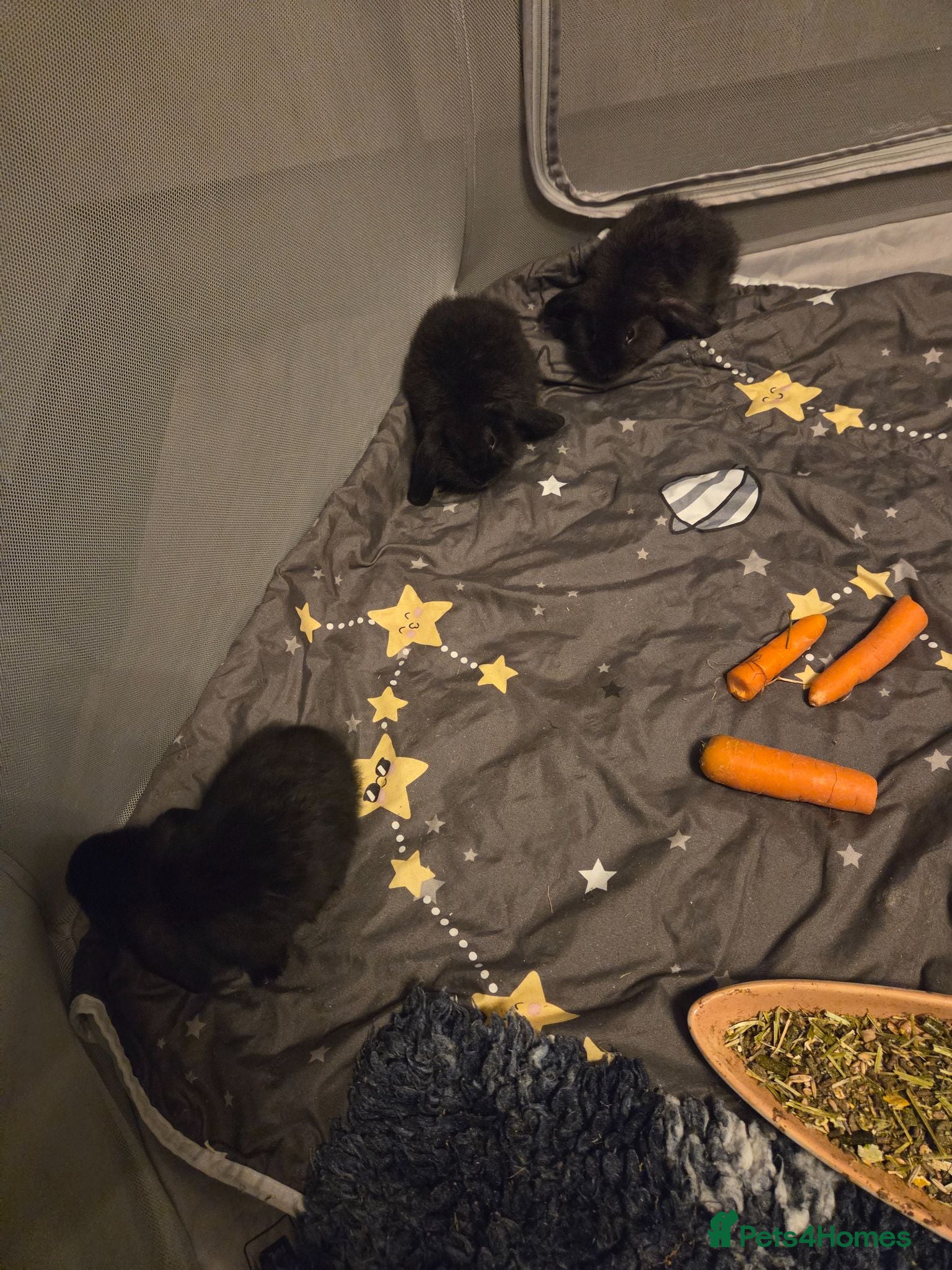 Mini Lop rabbits VERY TAME Mini lop baby bunnies ready to leave now - Advert 2