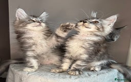 Maine Coon cats for sale: Russian Line maine coon kittens  in Market Rasen - Image 3