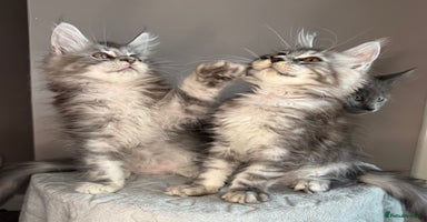 Maine Coon cats in Market Rasen - Advert 11