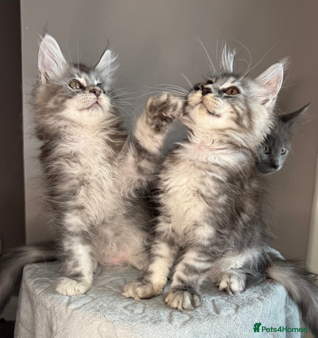 Maine Coon cats for sale: Russian Line maine coon kittens  in Market Rasen - Image 3