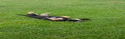 German Shepherd dogs for sale: Dolly and Toby - Advert 10