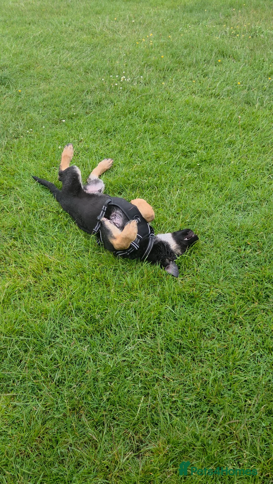 German Shepherd dogs for sale: Dolly and Toby - Advert 10