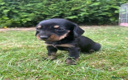Dachshund dogs for sale: Dachshund pups - Image 5