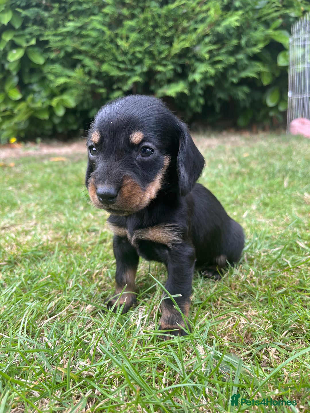 Dachshund dogs for sale: Dachshund pups - Image 5