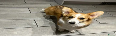 Welsh Corgi Pembroke Puppy 2