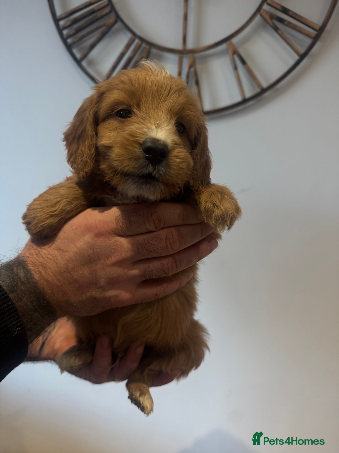 Cockapoo dogs for sale: Gorgeous F1 cockapoos 2 x red&white 4 x black  - Advert 1