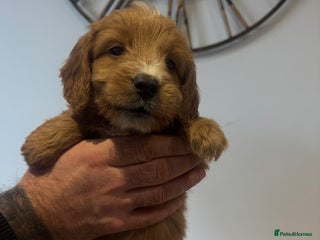 Cockapoo dogs Gorgeous F1 cockapoos 2 x red&white 4 x black - Advert 2