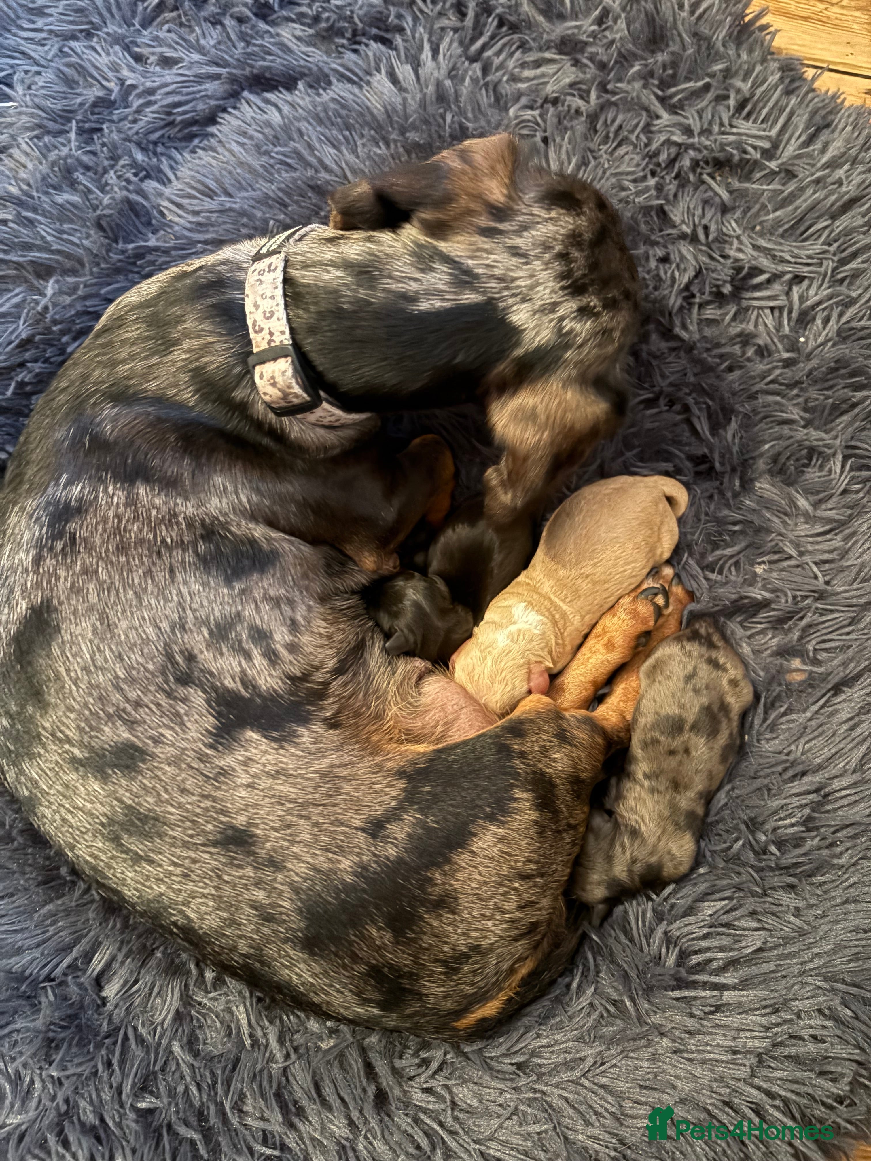 Mixed Breed dogs Doxiepoos for sale 3 x male 1 x bitch - Advert 3