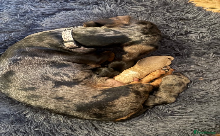 Mixed Breed dogs - Advert 16