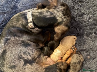 Mixed Breed dogs - Advert 9