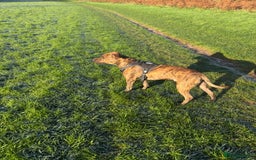 Mixed Breed dogs for sale: Beautiful loving dog in need of forever home - Advert 4