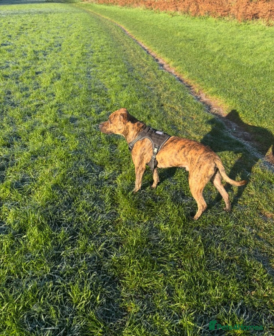 Mixed Breed dogs for sale: Beautiful loving dog in need of forever home - Advert 4