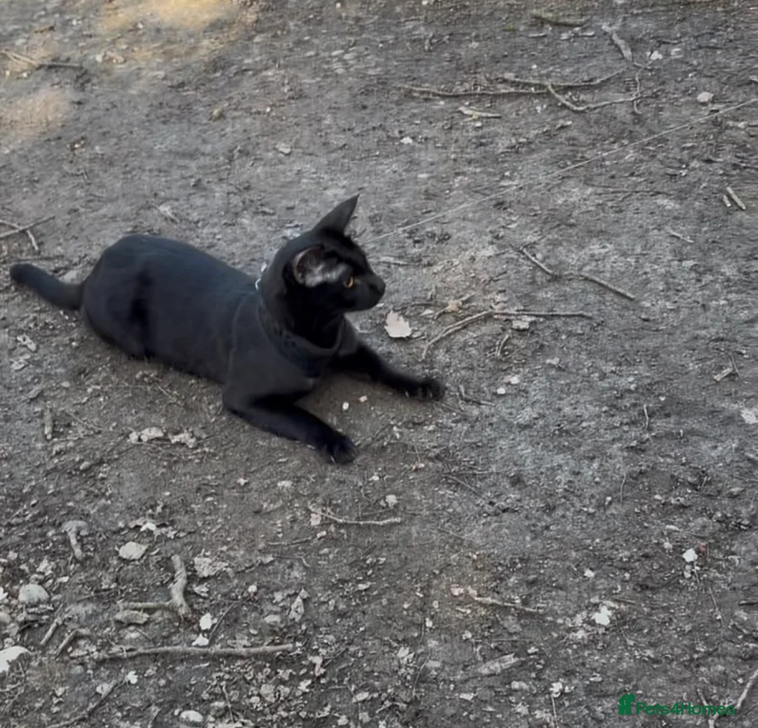 Savannah cats for sale: F4 & F5 1 year old Savannah cats  in South Croydon - Advert 2