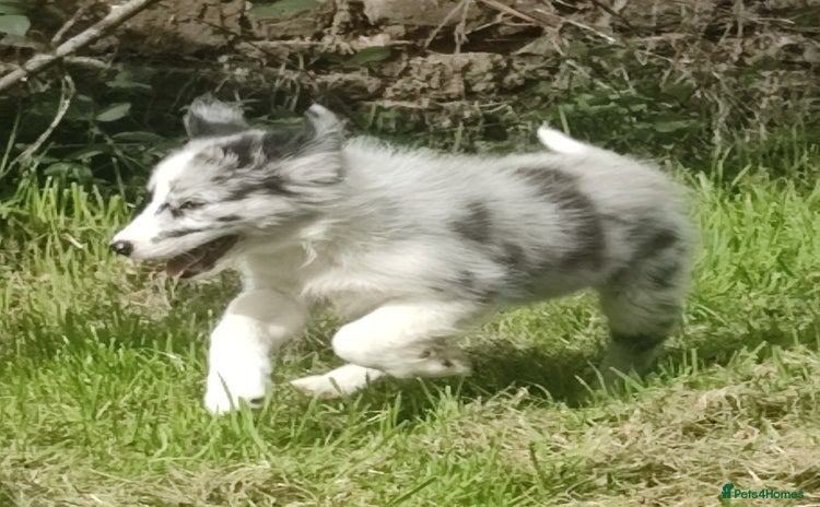 Border Collie dogs - Advert 2