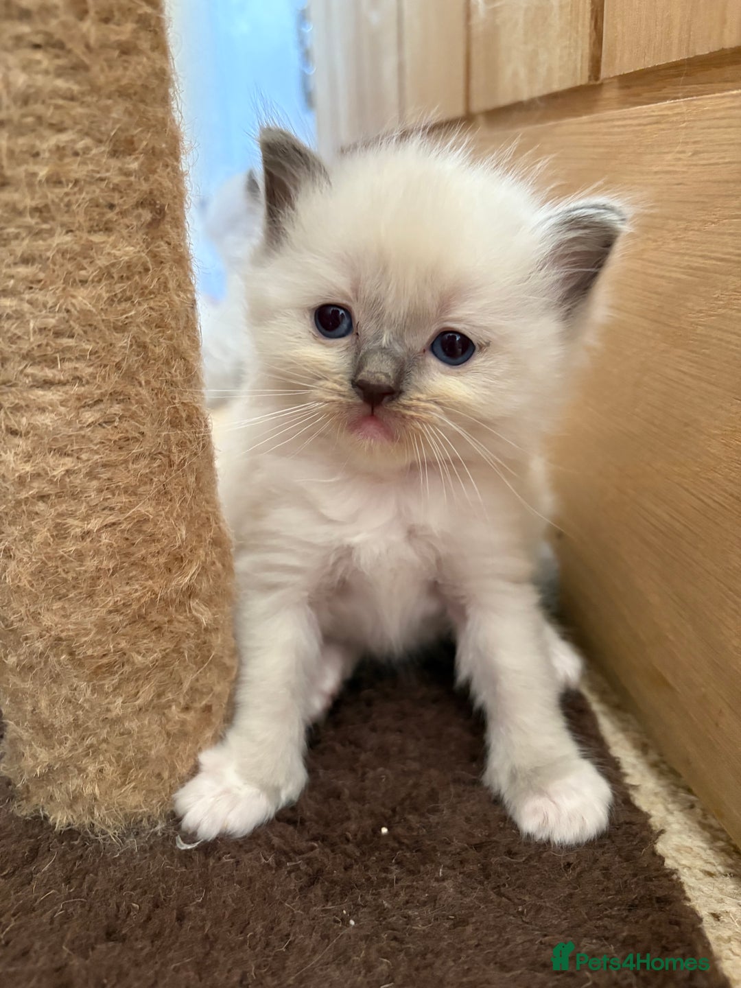 Ragdoll cats for sale: Purebred Blue Mitted Ragdoll Kittens - Image 8