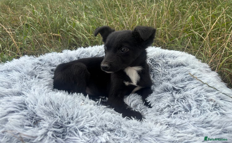 Mixed Breed dogs - Advert 1