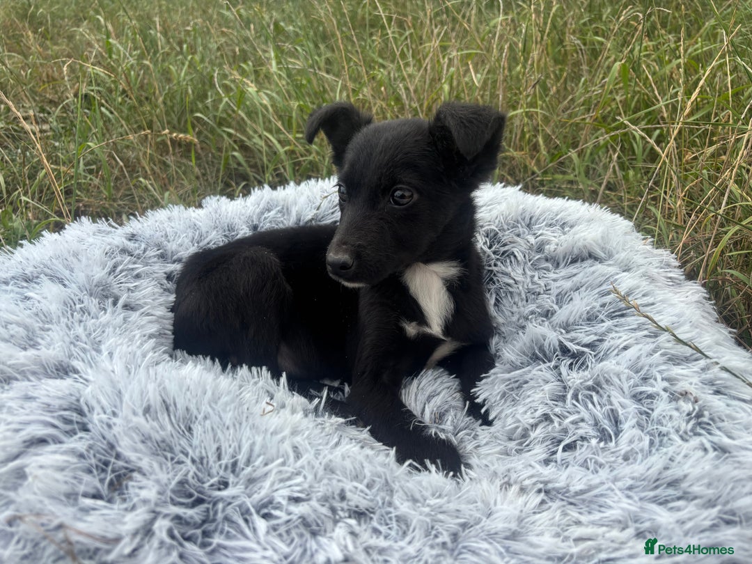 Mixed Breed dogs for adoption: Polly * Jack Russell x  * 240782 - Image 1