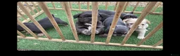 French Bulldog dogs for sale: Beautiful fluffy  - Advert 6