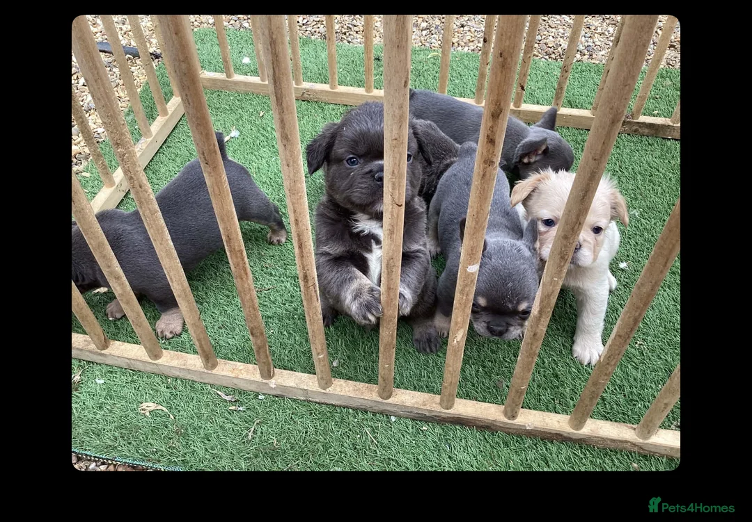 French Bulldog dogs for sale: Beautiful fluffy  - Advert 6