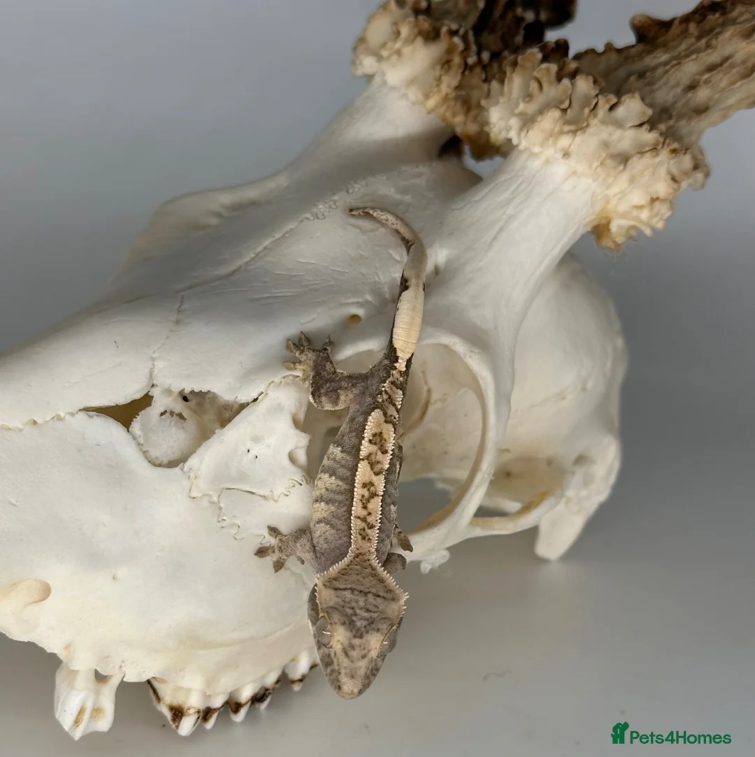 Gecko reptiles for sale: Baby harlequin crested gecko cb26  - Advert 4