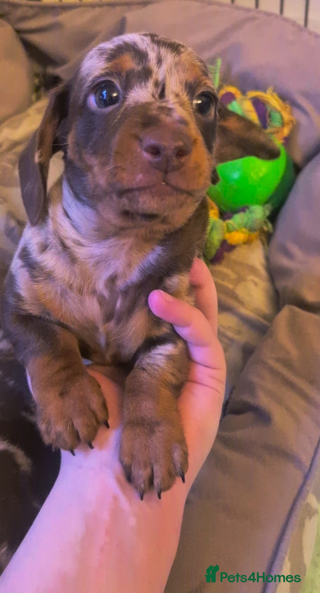 Miniature Dachshund dogs for sale: Chocolate Daple Miniature Boys  - Image 9
