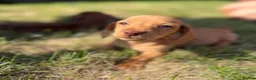 Miniature Dachshund dogs for sale: READY TO LEAVE🏆💙💖 KC REG 5 STAR BREEDER💙💖🏆 - Advert 20