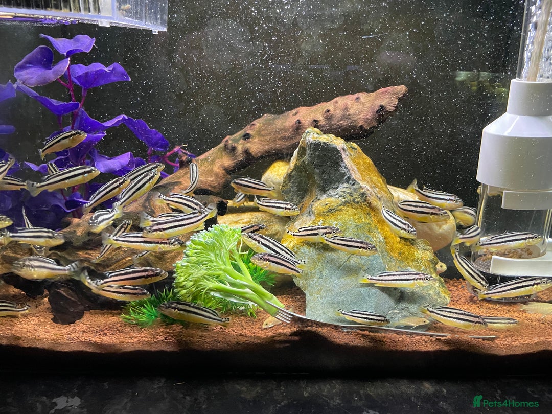 Cichlids fish for sale: golden cichlids - Advert 1