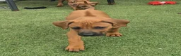Rhodesian Ridgeback dogs for sale: 4x FEMALE RHODESIAN RIDGEBACK PUPS!! - Advert 26