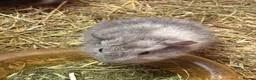 Guinea Pig rodents for sale: Girls and boys  - Advert 1