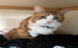 British Longhair cats for sale: Ginger and White Longhair Boy - Image 2