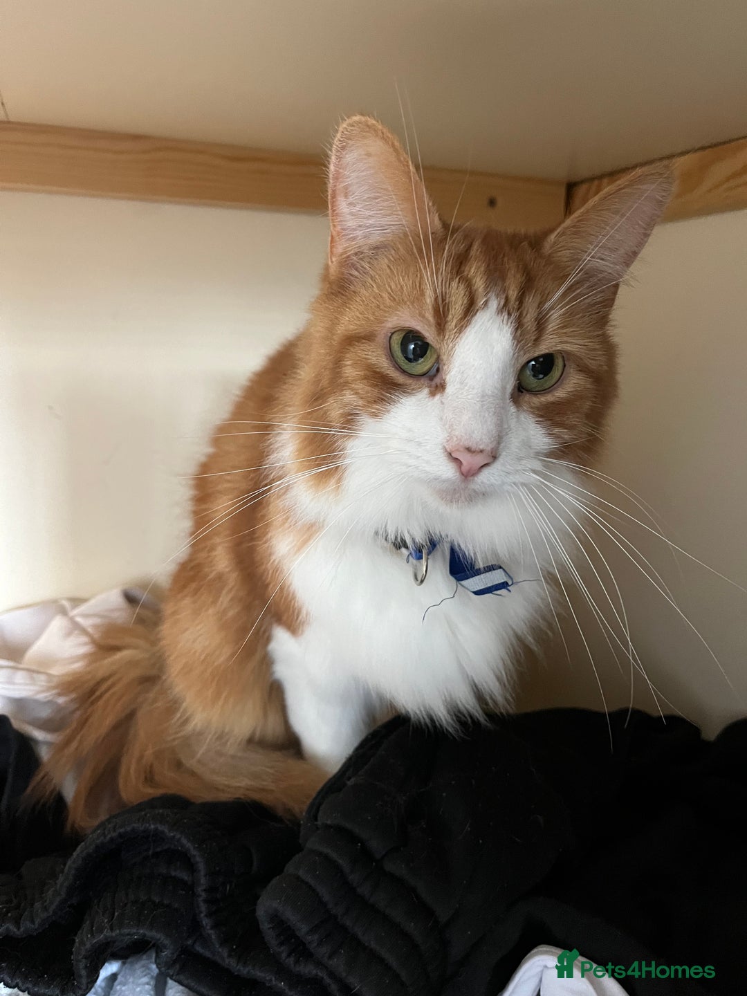 British Longhair cats for sale: Ginger and White Longhair Boy - Image 2