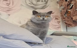 British Shorthair cats for sale: Male British shorthair - Image 7