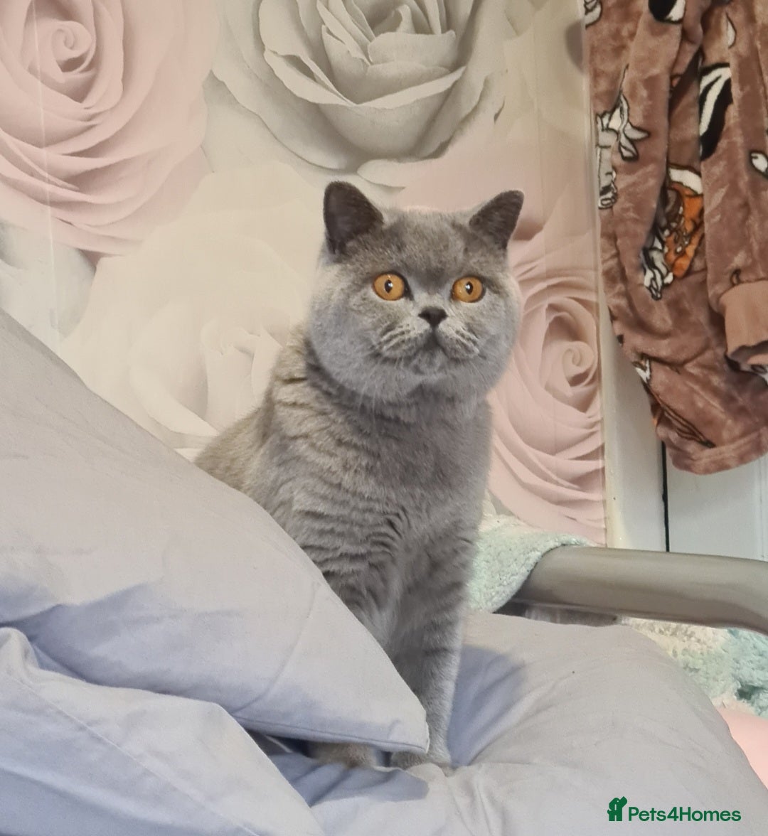 British Shorthair cats for sale: Male British shorthair - Image 7