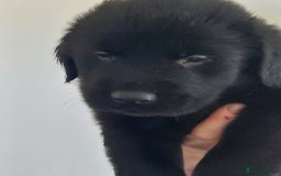Flat coated Retriever dogs for sale: Flatcoated retriever puppies  - Image 8