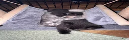 Mixed Breed cats for sale: 1/2 British shorthair kittens  - Advert 8