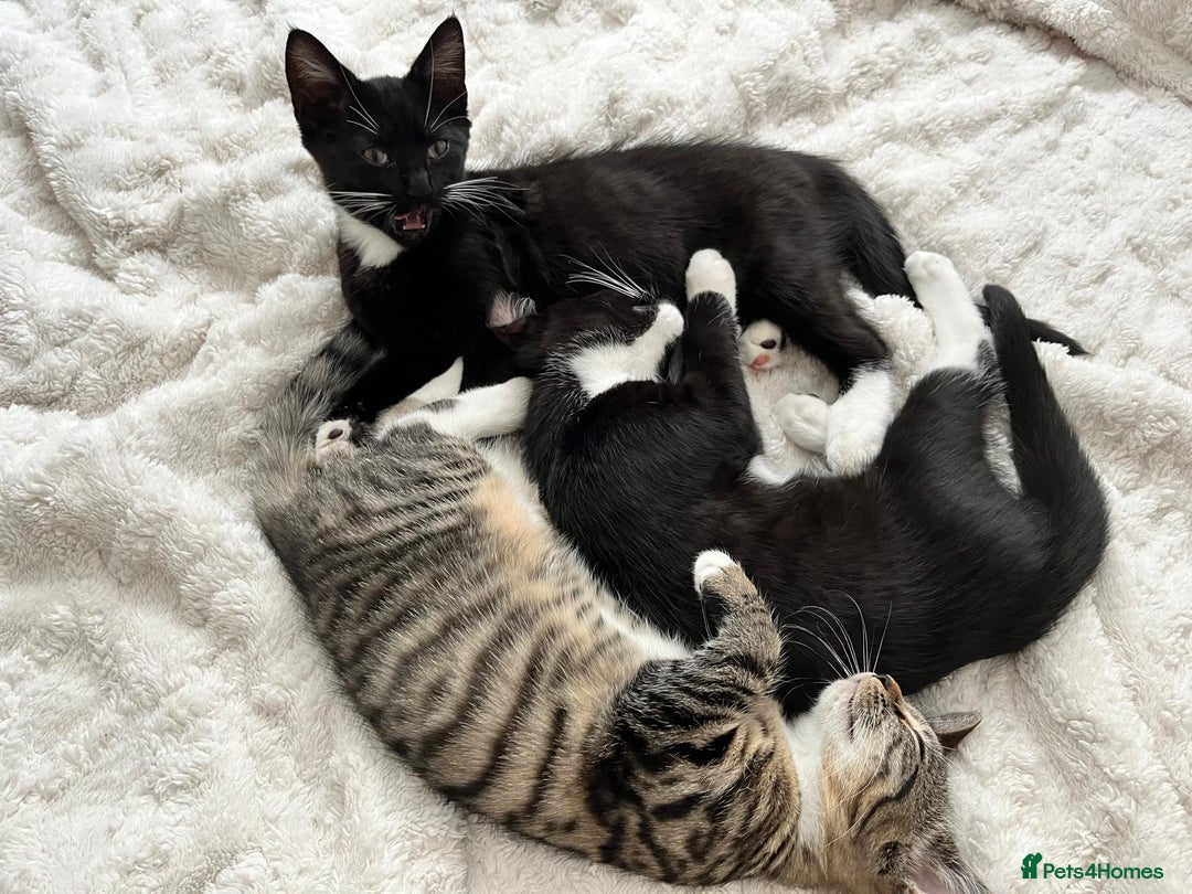 Mixed Breed cats for sale: Kittens looking for their forever home - Image 2