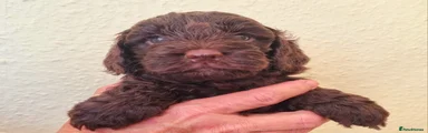 Cockapoo 8