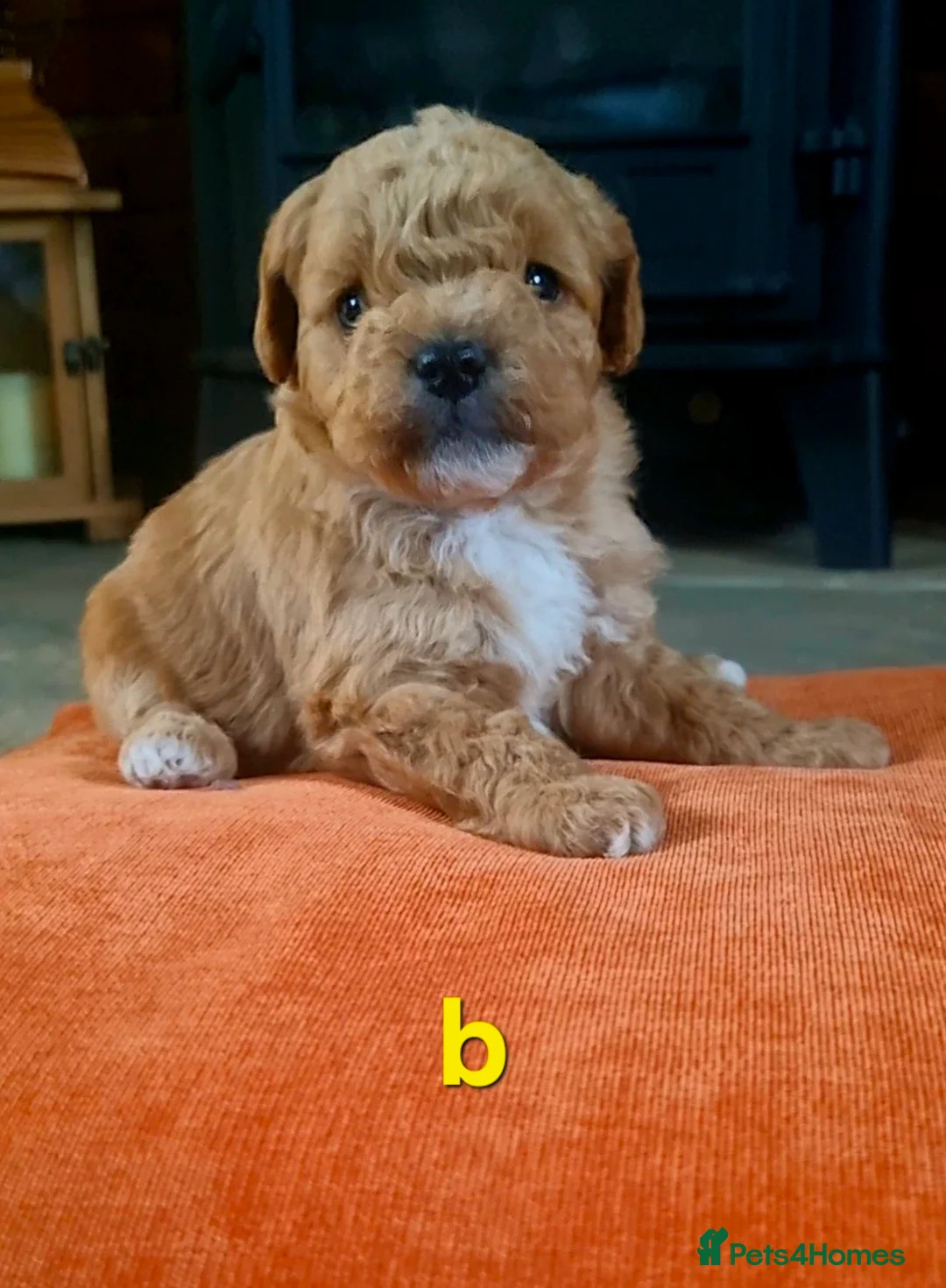 Mixed Breed dogs for sale: 🩷 3/4 poodle puppies 🩵 - Advert 11