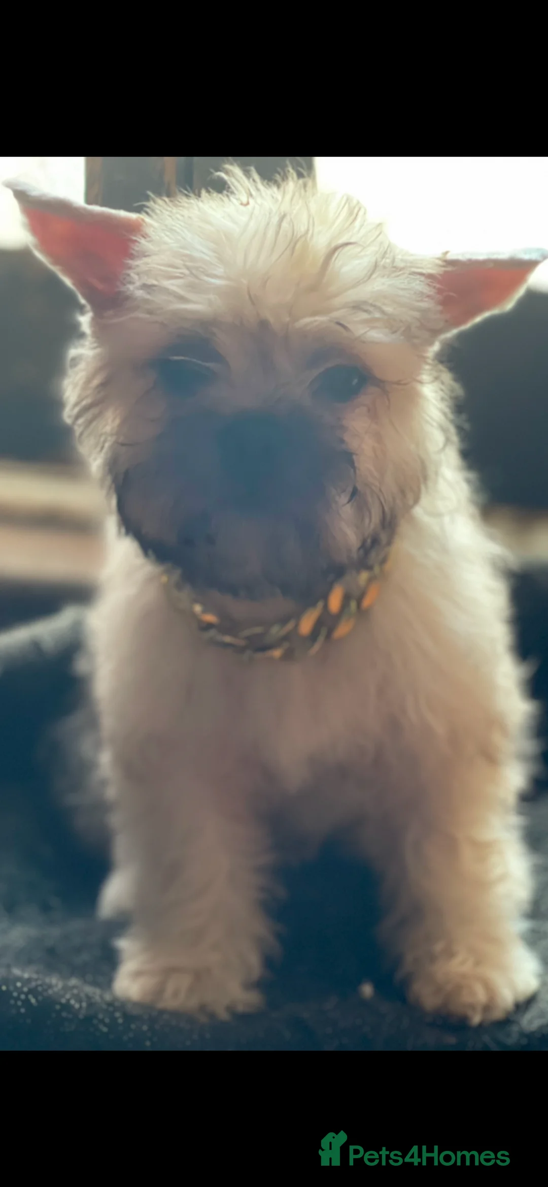 French Bulldog dogs for sale: Teddy bear floodle pink in Manchester - Advert 5