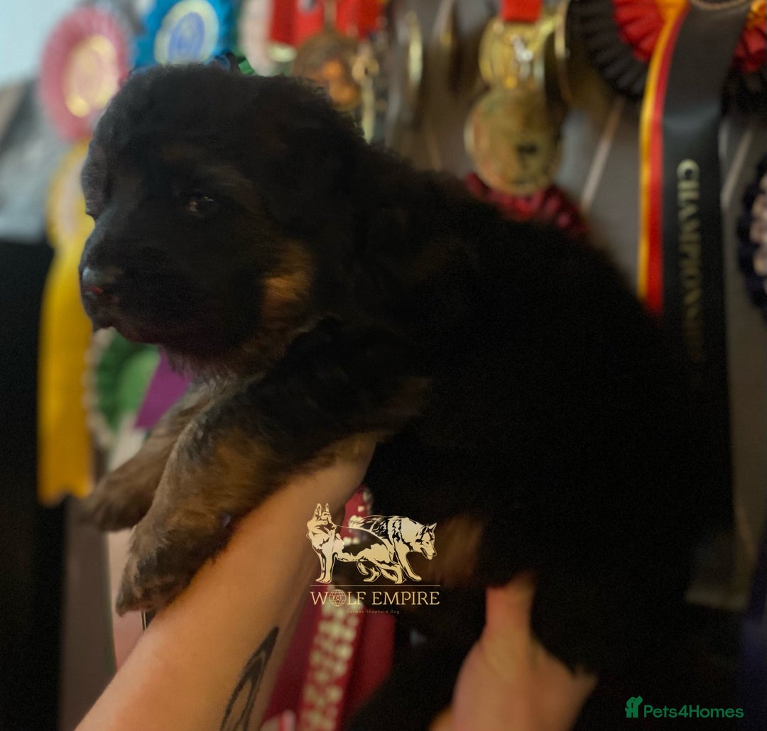 German Shepherd dogs for sale: ⭐️BEAUTIFUL GSD PUPPIES⭐️ - Advert 6
