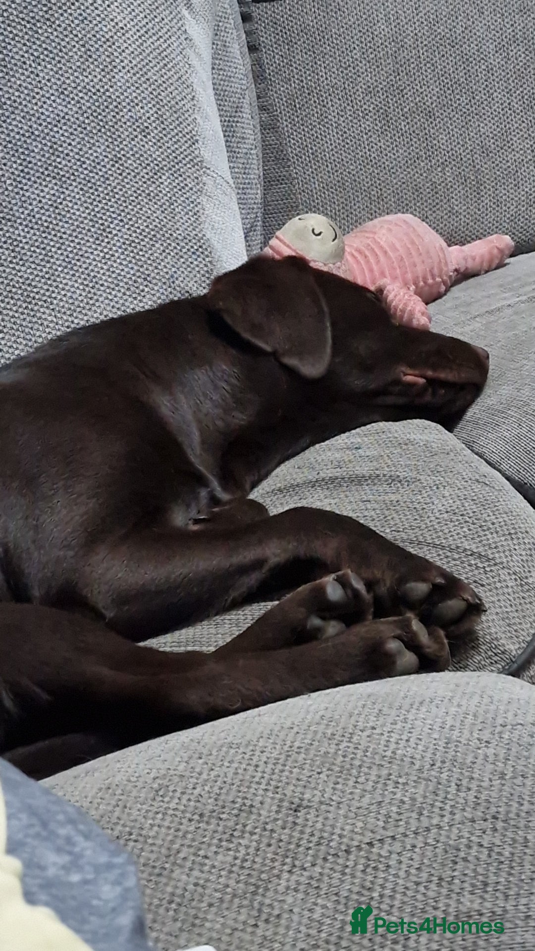 Labrador Retriever dogs for adoption: Cookie - Advert 3