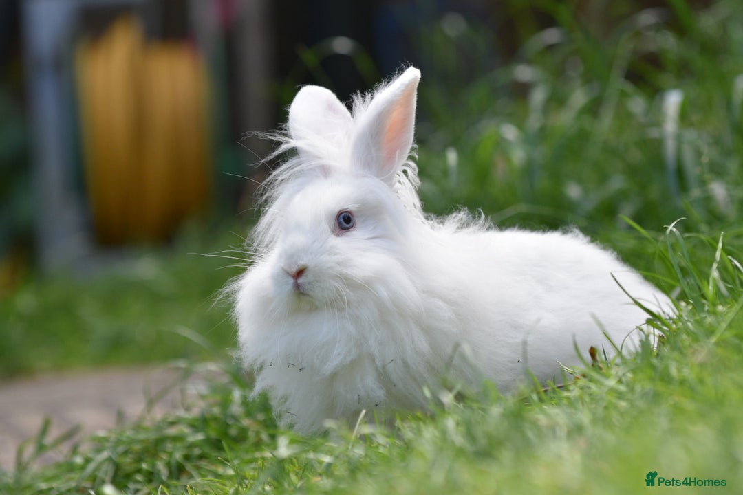 Mixed Breed rabbits for sale: 6 Month Old Lionhead x Angora Does - Image 8