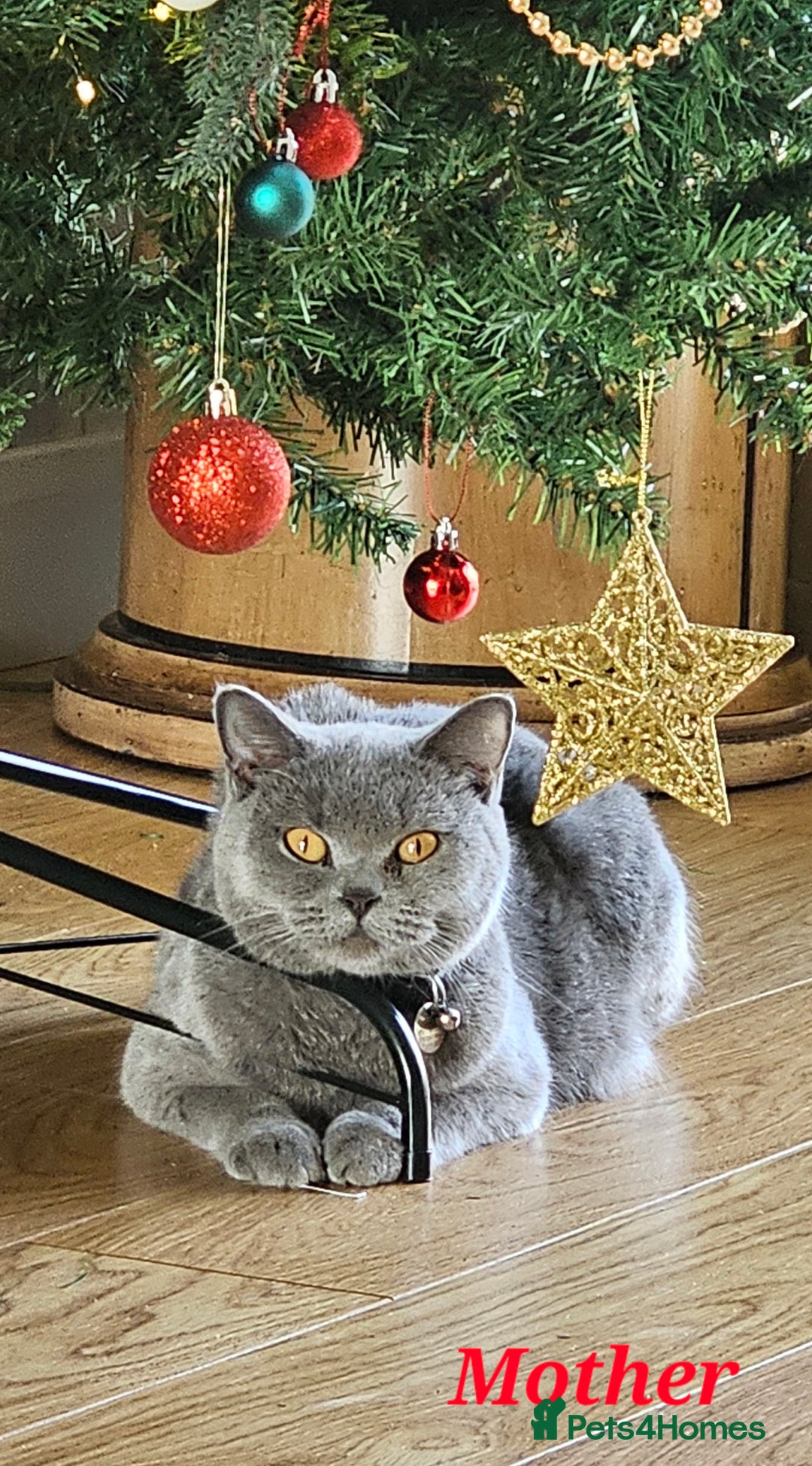 British Shorthair cats for sale: Beautiful Pedigree British Blue Kittens  🐾 - Advert 24