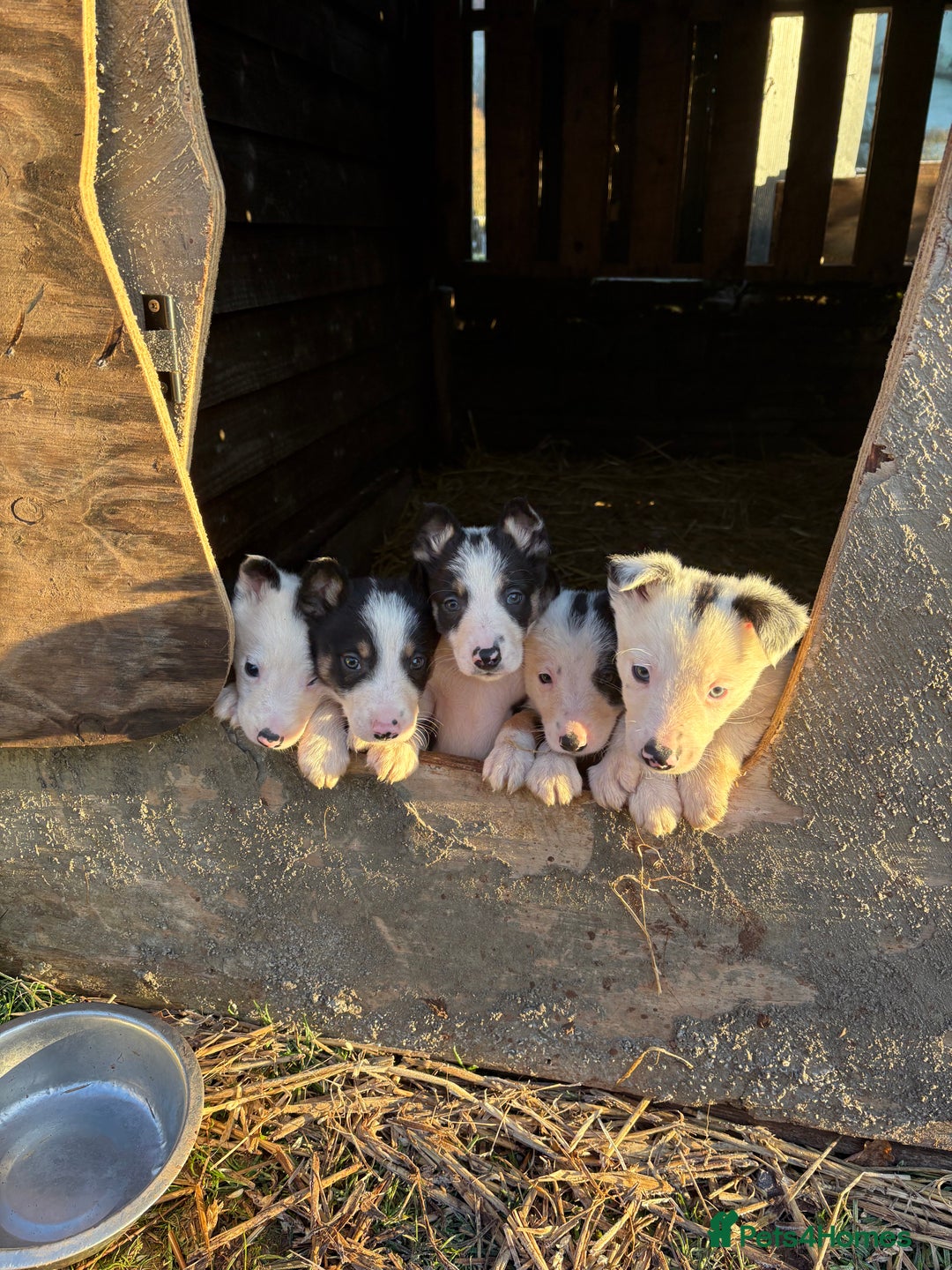 Border Collie dogs for sale: 4 Lovely bold collie dog pups - Advert 1
