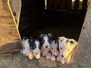 Border Collie dogs 4 Lovely bold collie dog pups - Advert 3