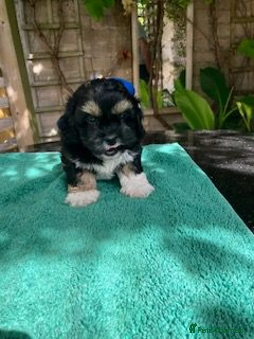Shihpoo dogs for sale: SHIH POO PUPPIES  RARE SHADES & A DOBIE in Fordingbridge - Advert 27